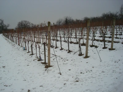 Život ve vinotéce 201724