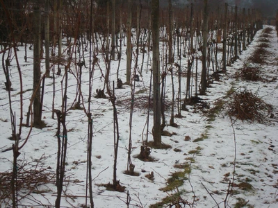 Život ve vinotéce 201726